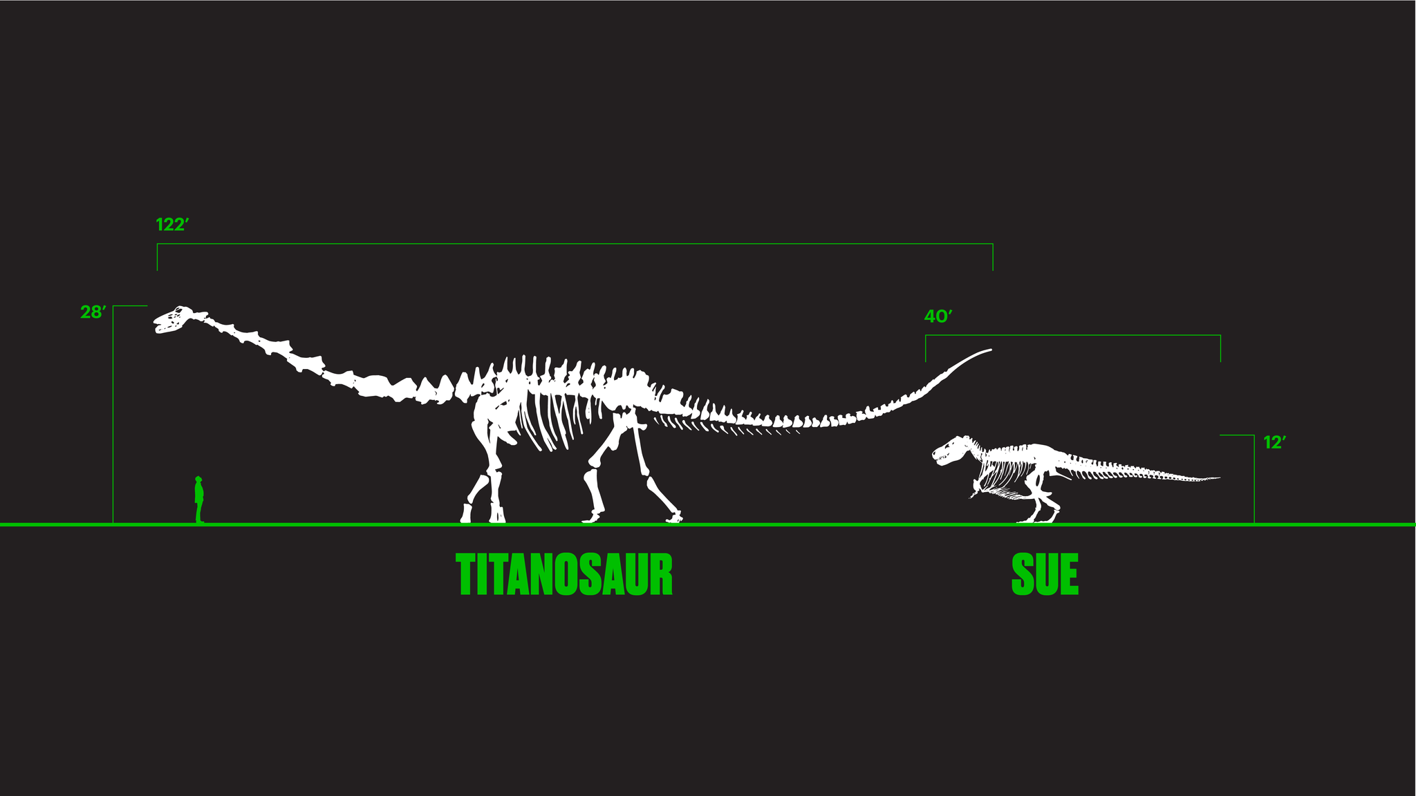 Titanosaur and SUE