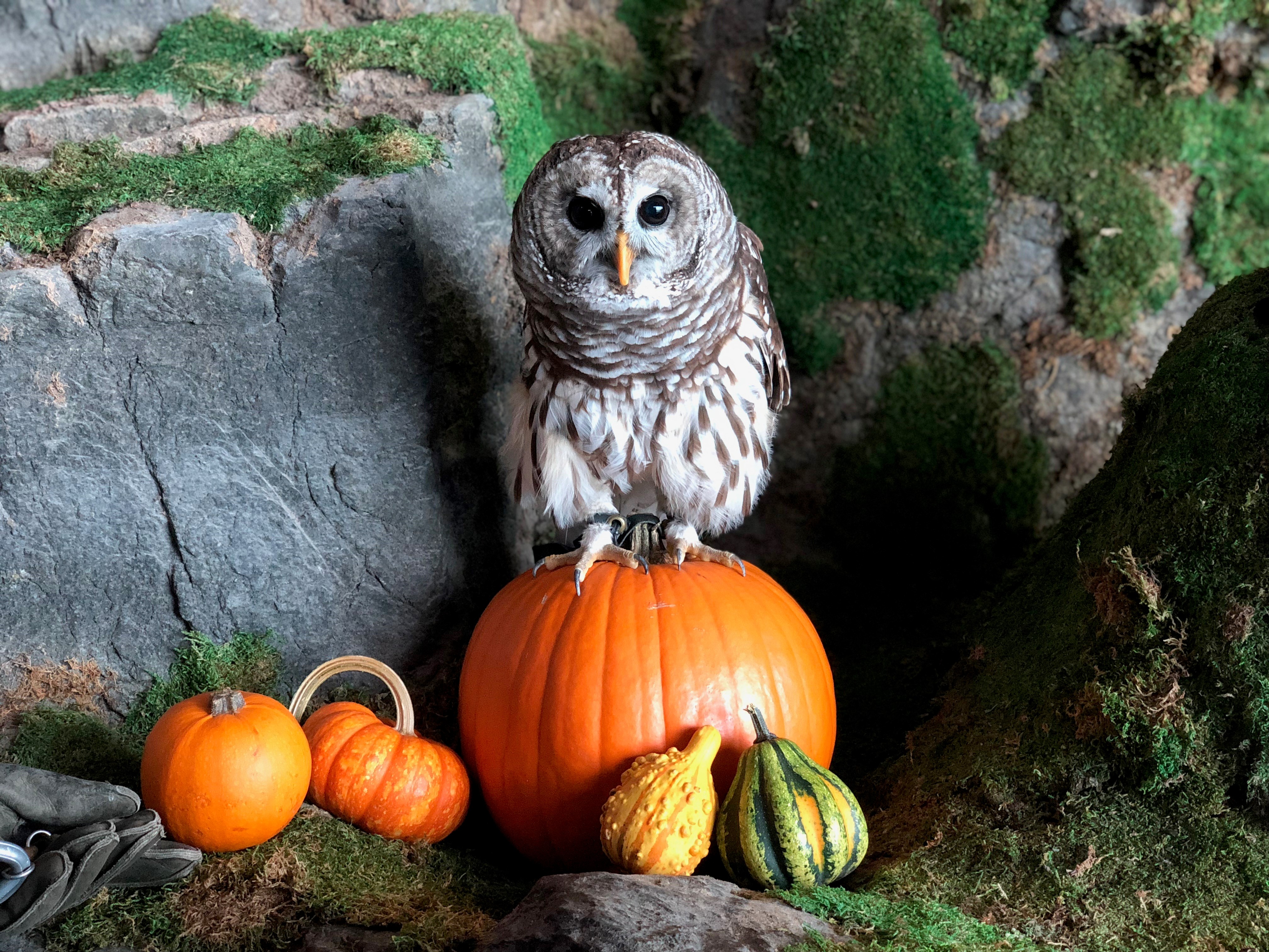 Halloween Owl 2